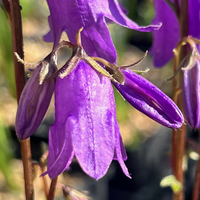 Campanula collina